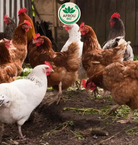 Home الدواجن البلدية